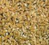 Grano Duro Siciliano