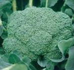 Cavolo Broccolo