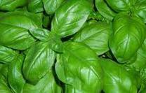 Basilico