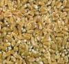 Grano Duro Siciliano