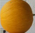 Melone Tondo di Fulgatore