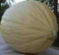 Melone Purceddu Bianco 