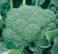 Cavolo Broccolo