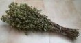 Origano