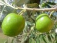 Olive da mensa "Nocellara del Belice"