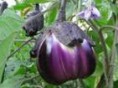 Melanzana