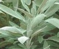 Salvia