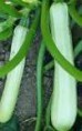 Zucchina bianca siciliana