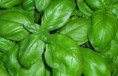 Basilico